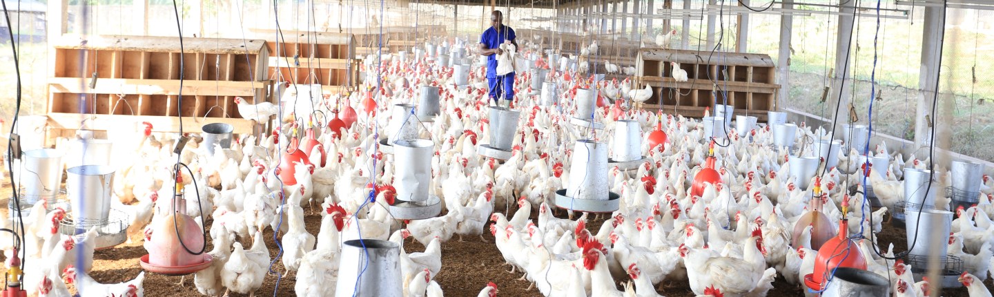 SIPRA - Contribuer ?  mieux nourrir lâ??Afrique